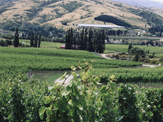 Domain Road Vineyard-Bannockburn必去景点