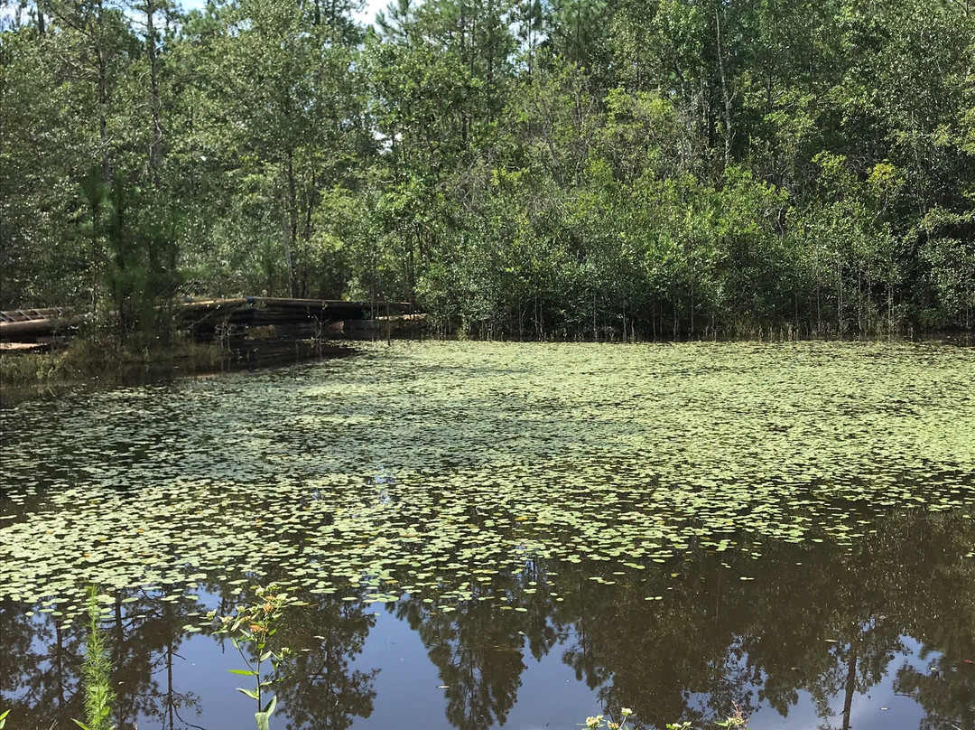Crosby Arboretum-Picayune必去景点
