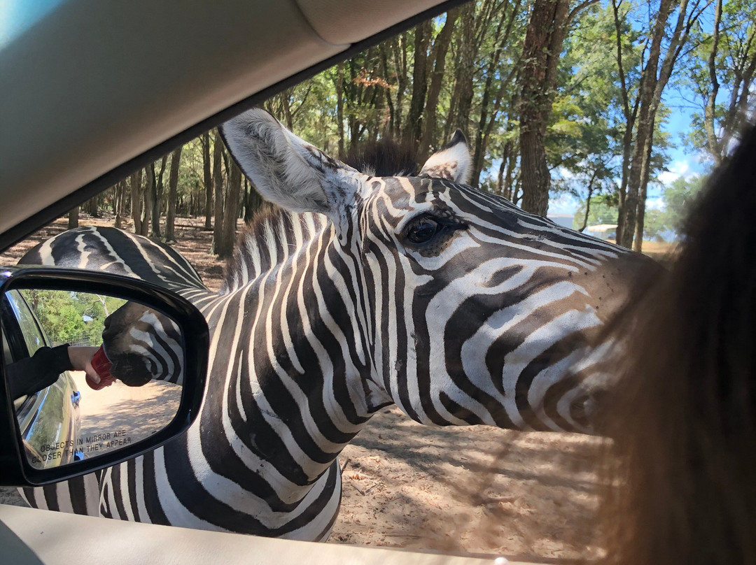 Franklin Drive Thru Safari-Franklin必去景点