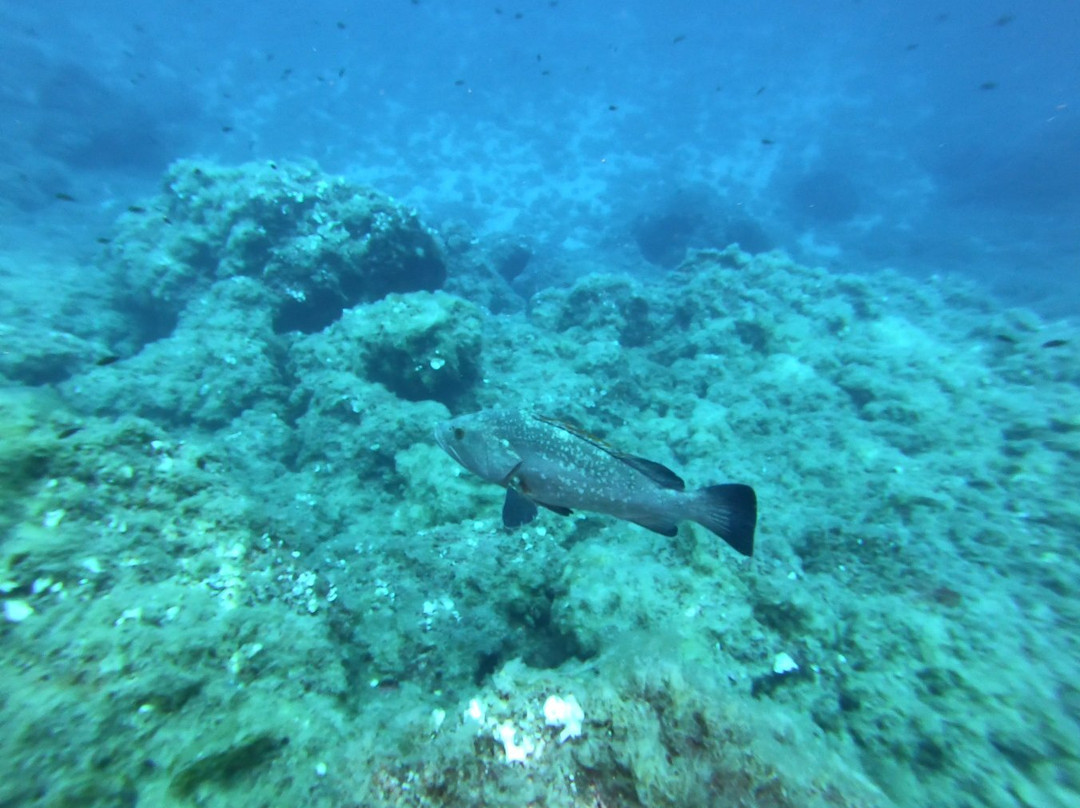 Ustica Diving-Ustica必去景点