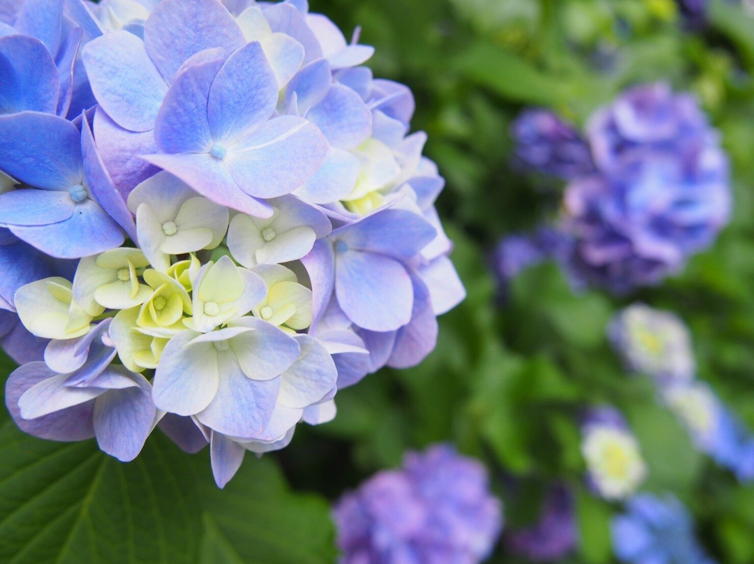 Amabiki Kannon-樱川市必去景点