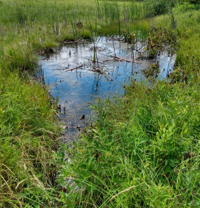 Bluff Spring Fen-埃尔金必去景点