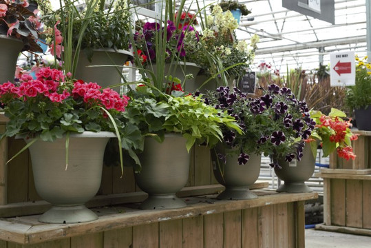 Floral Acres Greenhouse-萨斯卡通必去景点