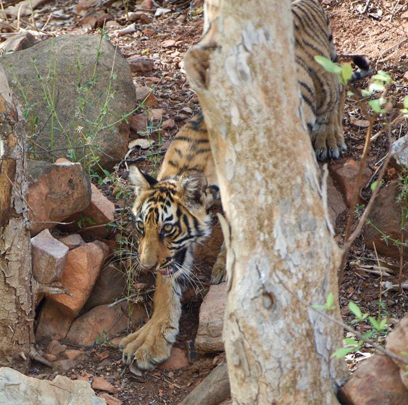 Ranthambhore excursion-瑟瓦伊马托布尔必去景点