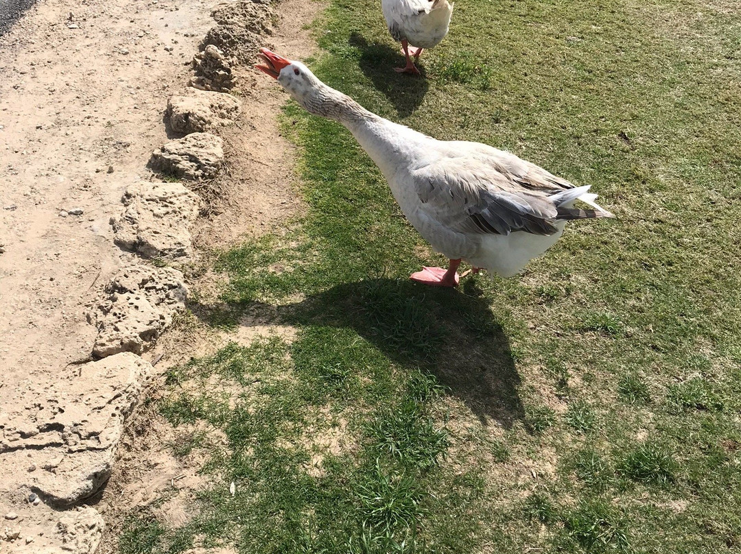 Caesarea Golf Club-凯撒利亚必去景点