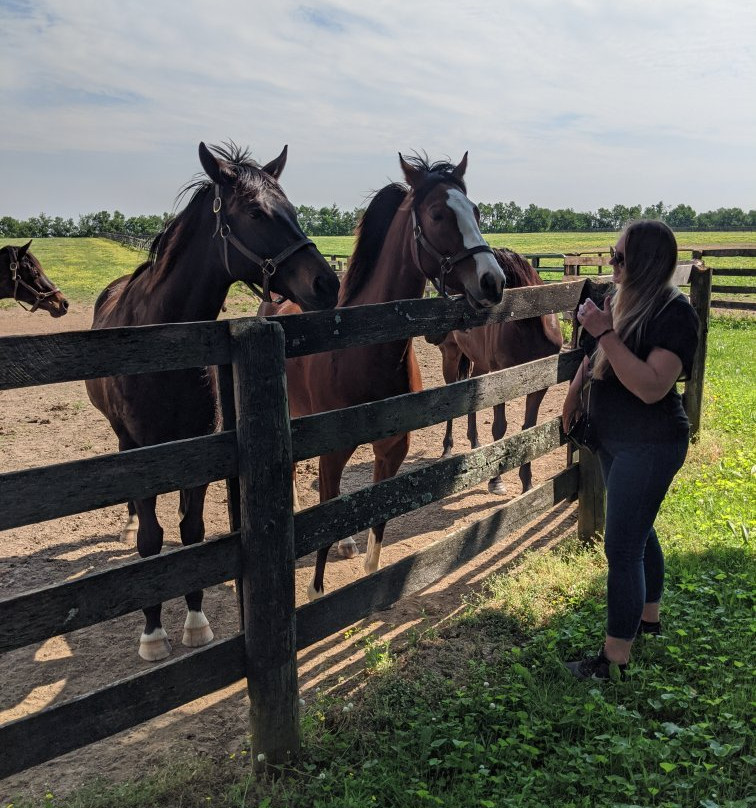 Unique Horse Farm Tours景点图片