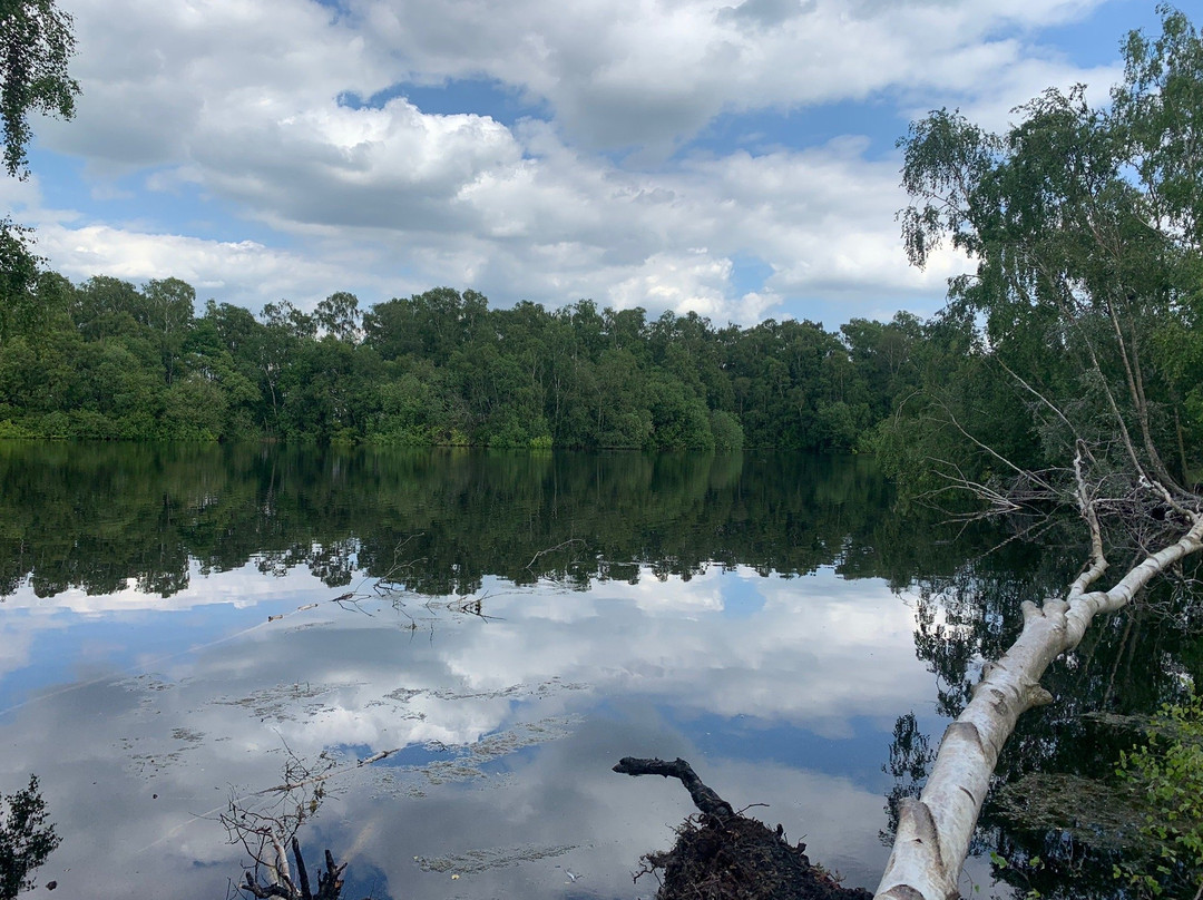 Holme Fen National Nature Reserve景点图片