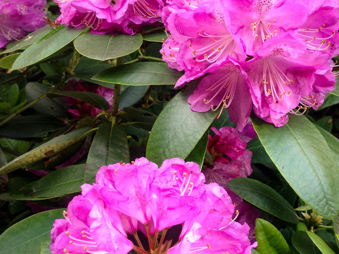 NII Botanical Garden-下诺夫哥罗德必去景点