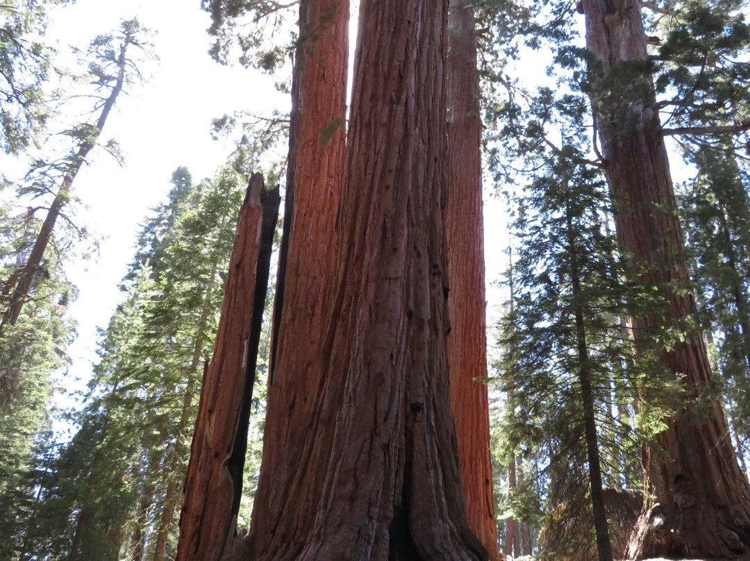 General Grant Tree Trail-红杉&国王峡谷国家公园必去景点