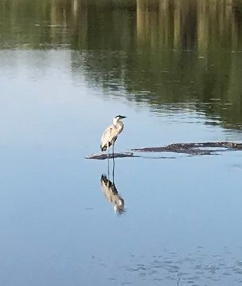 Ollie's Pond Park-夏洛特港必去景点