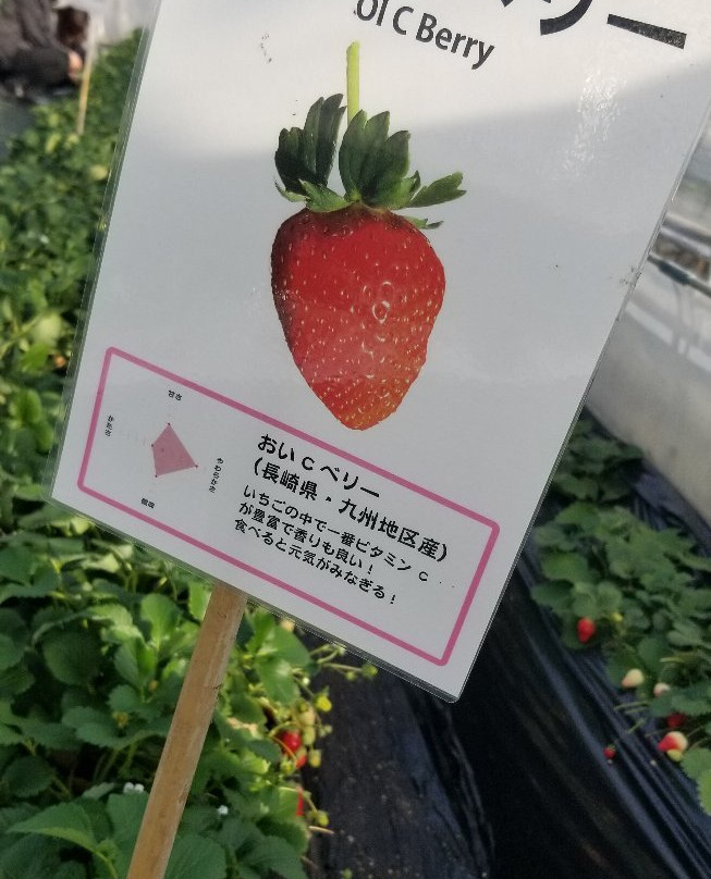 Yoshimura Strawberry Park景点图片