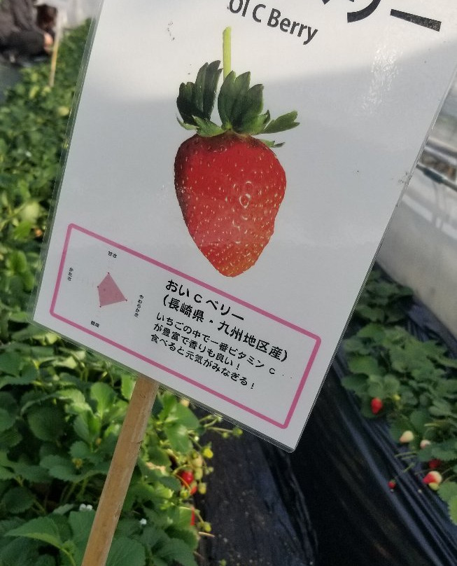Yoshimura Strawberry Park-益子町必去景点
