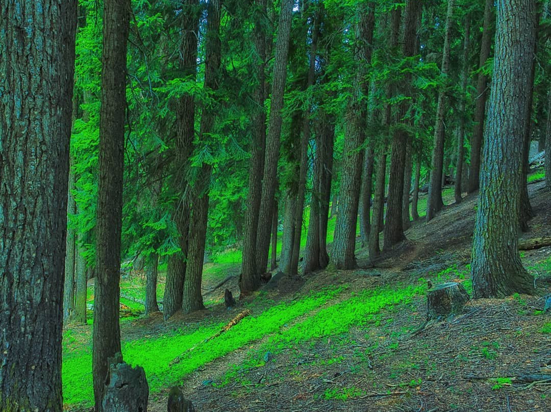 Kalam Forest-Kalam必去景点