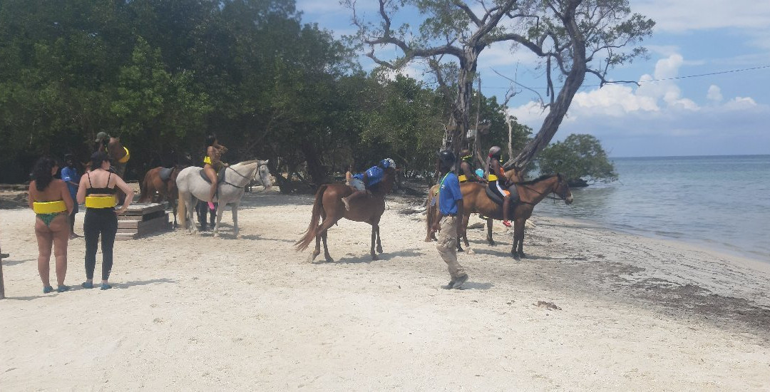 JusTours Jamaica - Horseback Ride 'n' Swim Tour-Lucea必去景点