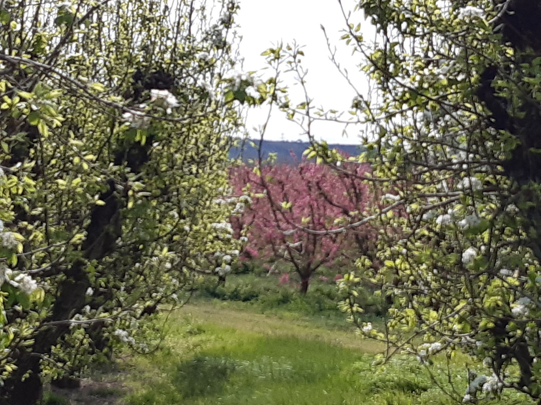 Fruiturisme-Aitona必去景点