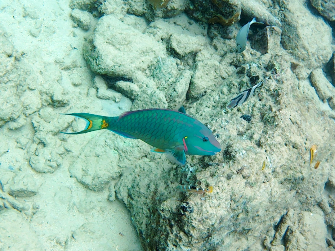 Bari Reef-Kralendijk必去景点