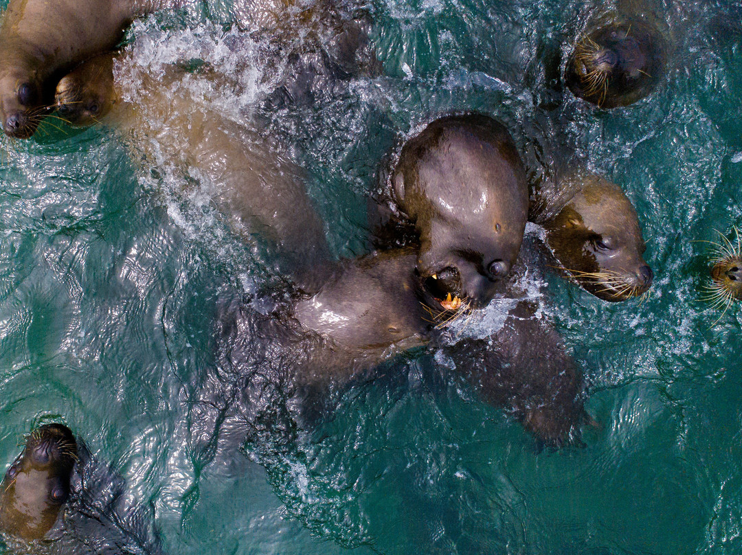 ExploraSub-Chanaral de Aceituno必去景点