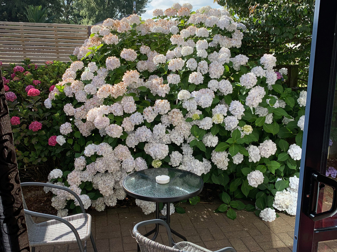 Palm Court Motel主图