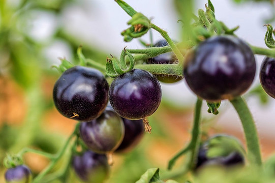 Royal Mail Hotel, Dunkeld主图