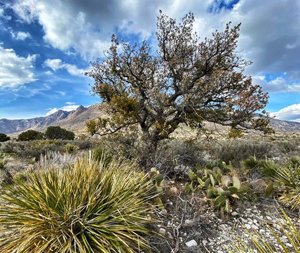 El Capitan-Guadalupe Mountains National Park必去景点