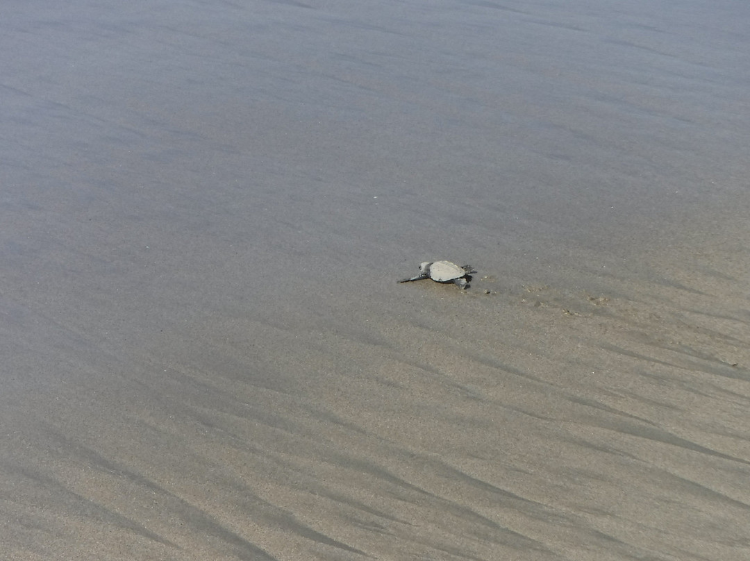 Campamento Tortuguero Playa Hermosa景点图片