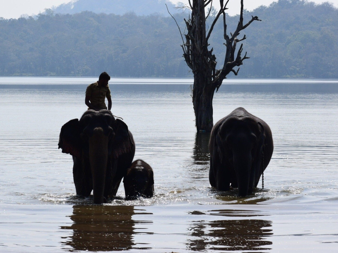 Sakrebailu Elephant Camp景点图片