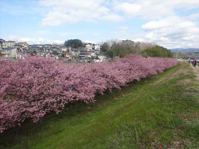 Kannami Cherry Blossom Trees景点图片