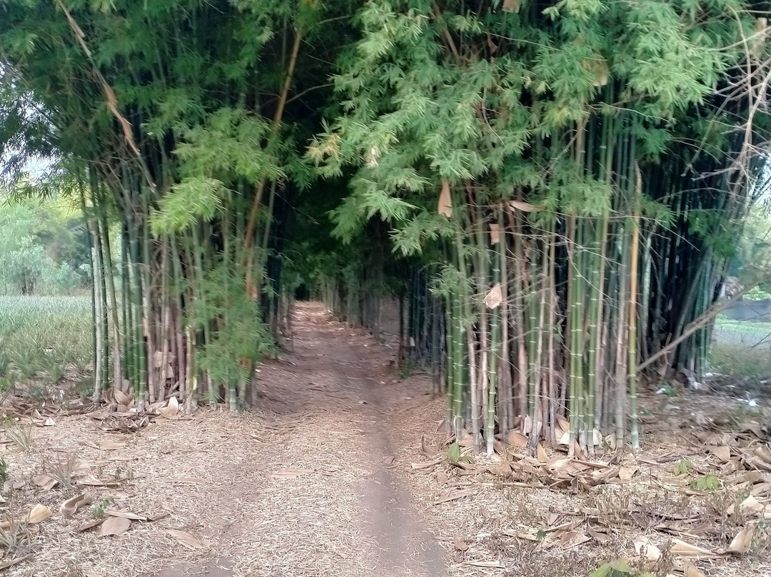 Sawasdee Biking Tour-夜佬必去景点