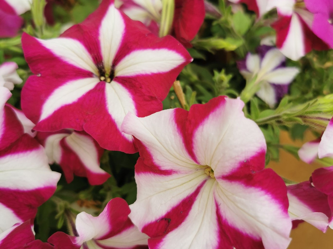 Dalat Private Tours-大勒必去景点