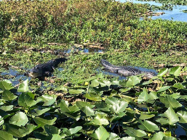 Kissimmee Swamp Tours-Kenansville必去景点