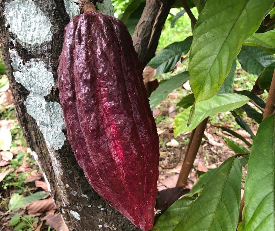 Tri-Island Chocolate Factory-La Mode必去景点