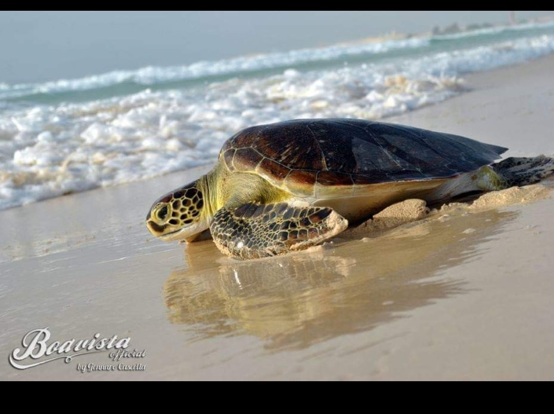 Praia de Chaves-博阿维斯塔必去景点