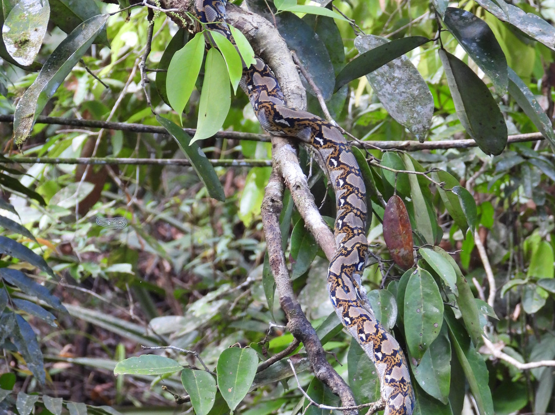 Borneo Eco Tour-Pangkalan Bun必去景点