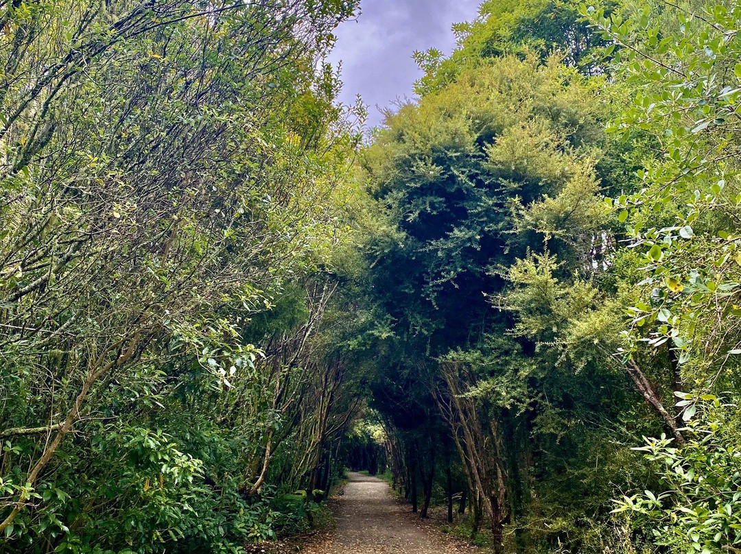 Nikau Walk & Kaniwhaniwha Caves景点图片