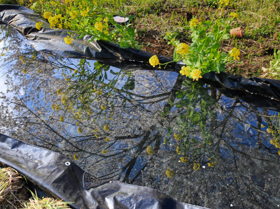 Minoge No Usuzumisakura-秦野市必去景点