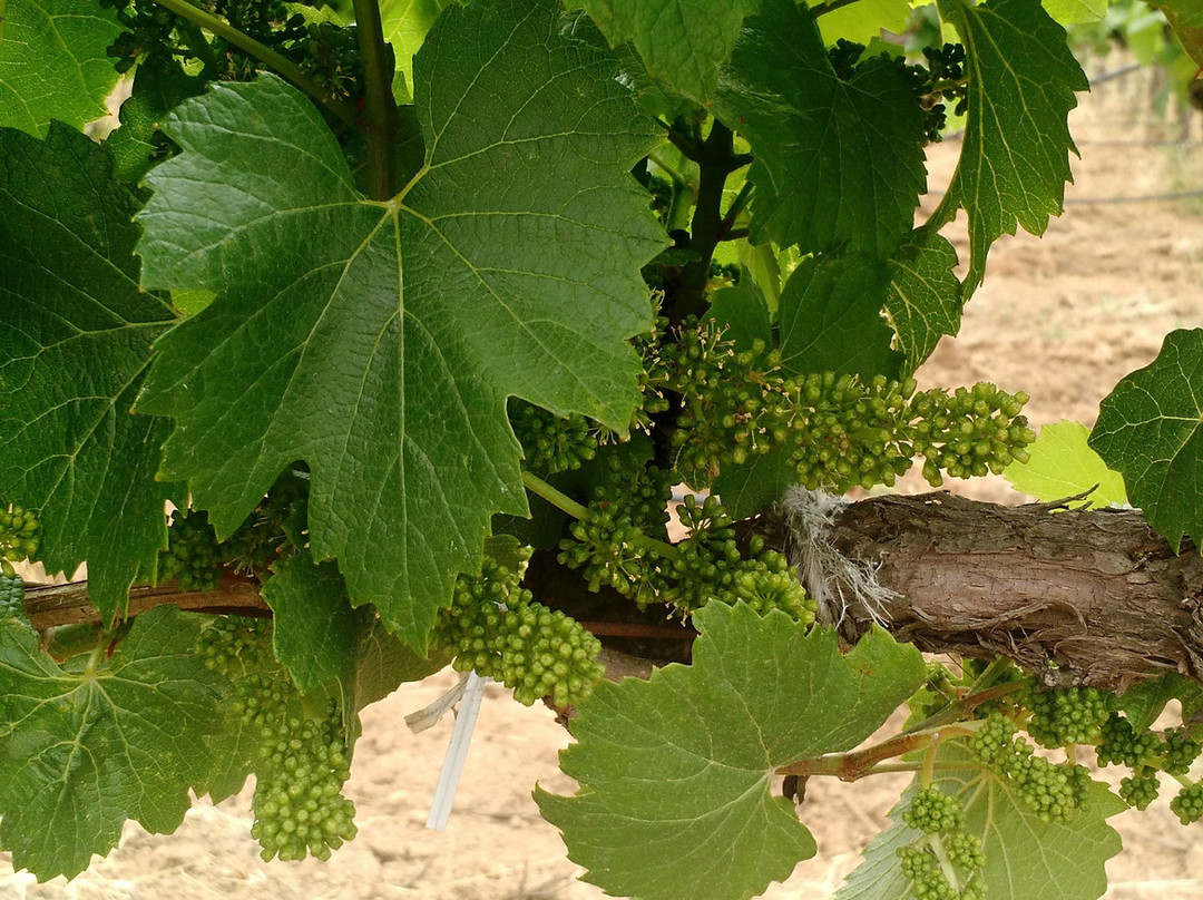 BARRA Of Mendocino Wines景点图片