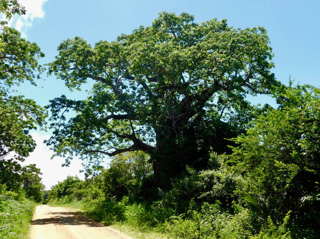 Ras Mkumbi-马菲亚岛必去景点