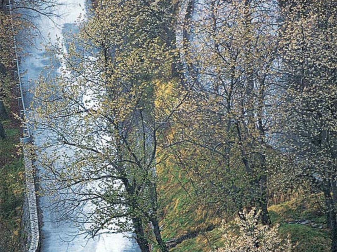 The Olive Tree Motel主图