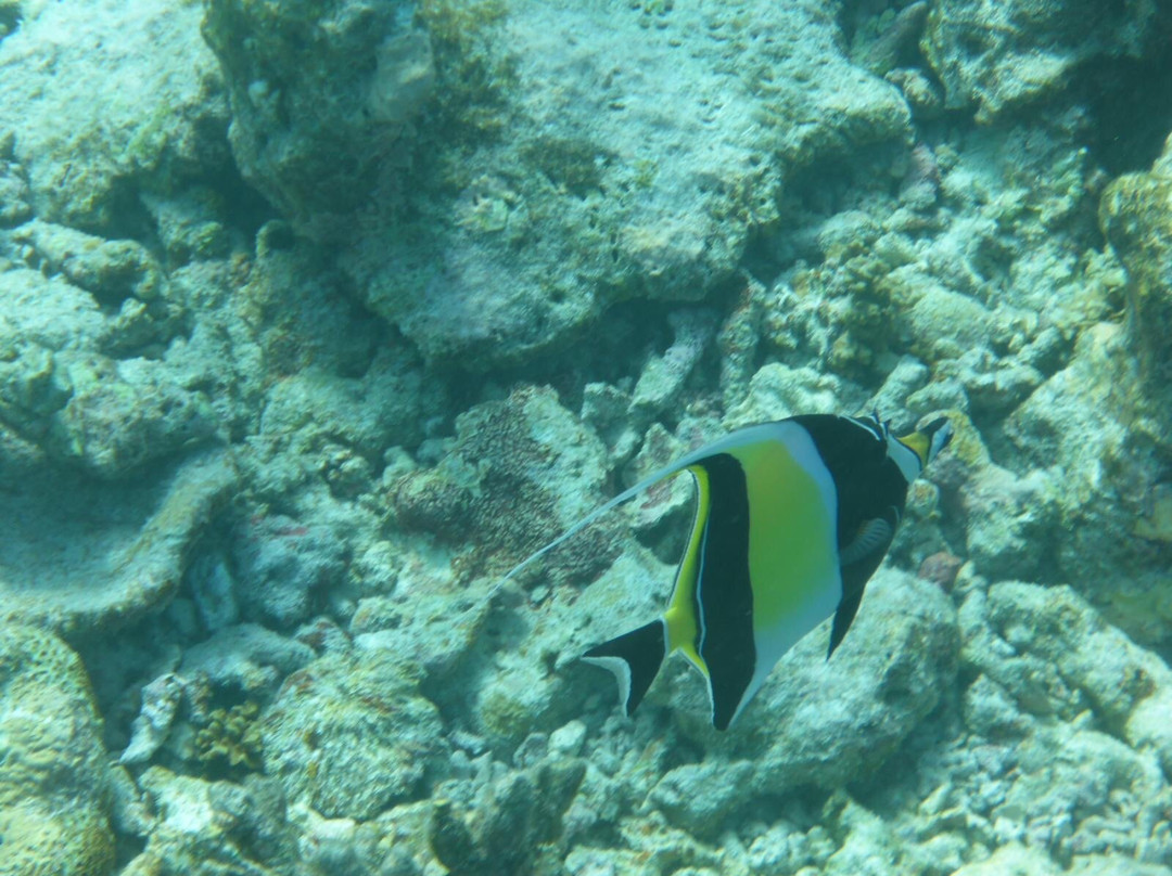 Sea Explorer-Fonimagoodhoo Island必去景点