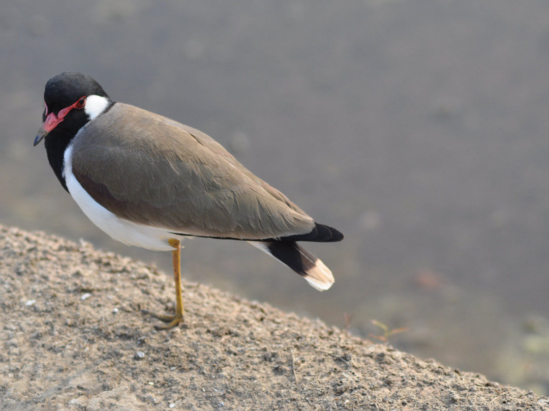 Hotel Anil Farmhouse主图