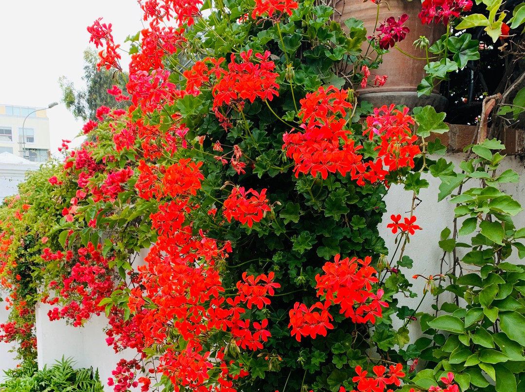 Peru Sightseeing-利马必去景点