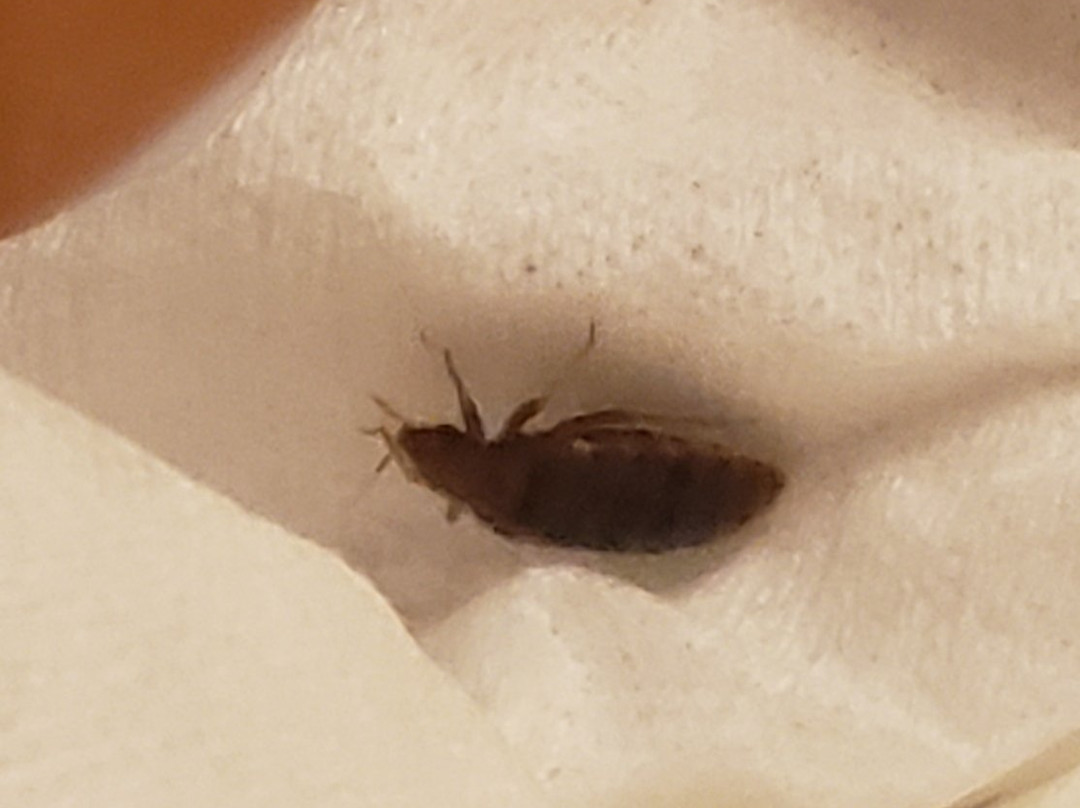 Hatteras Island Inn主图