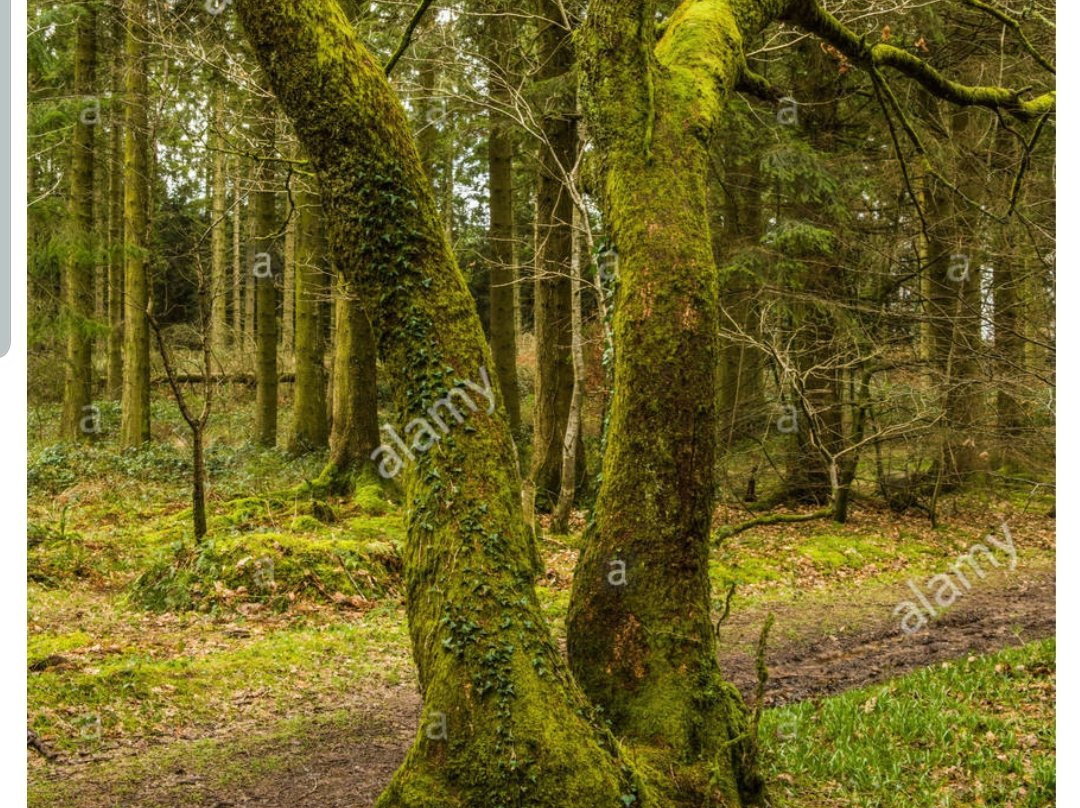 Wentwood Forest景点图片