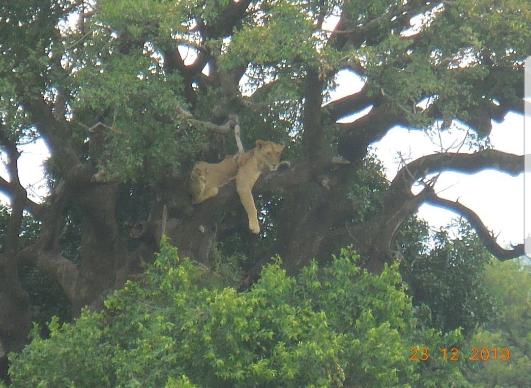 Siringeti Africa Safari -  Day Tour-姆万扎必去景点