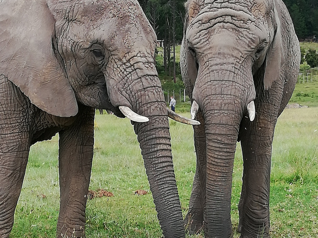 Elephant Walk-克尼斯纳必去景点