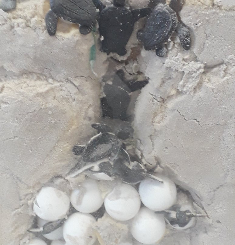 Museum of Morphological Sciences-Natal必去景点