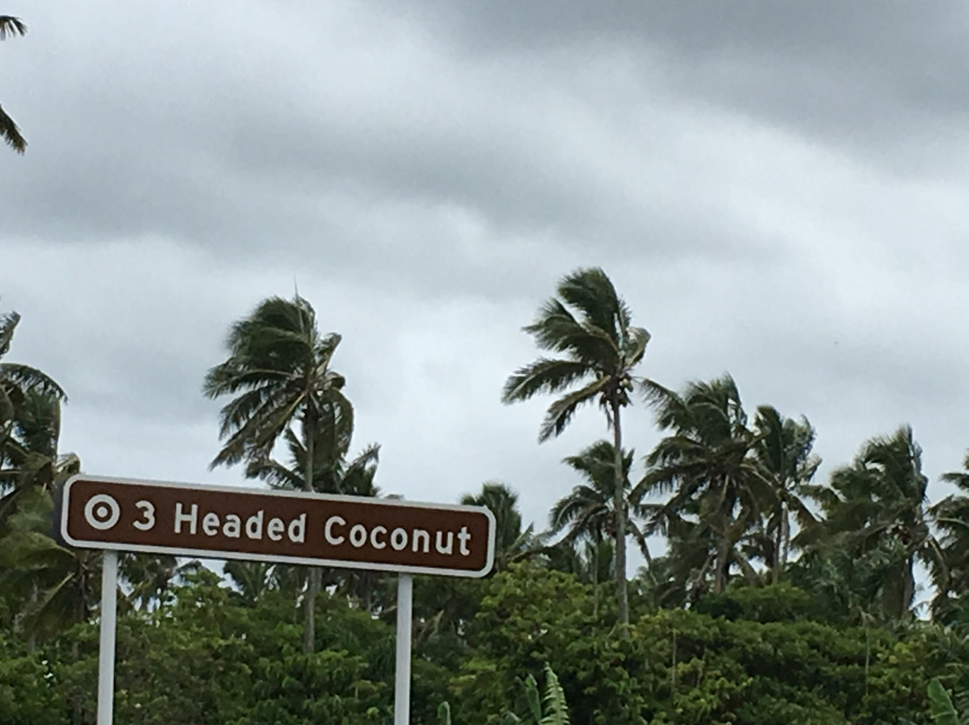 3 Headed Coconut-Tongatapu Island必去景点