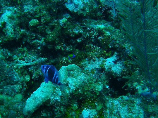 Wall to Wall Diving-七哩滩必去景点