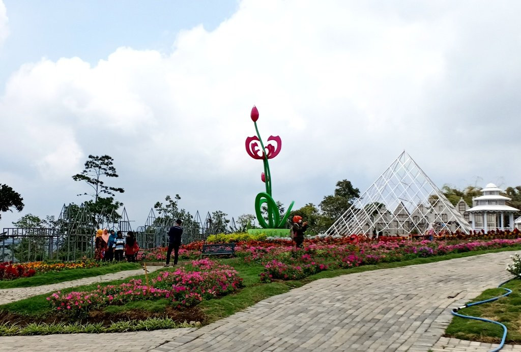 Celosia Flower Garden景点图片