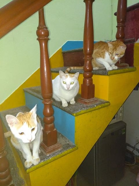 Vietnam Cultural Exchange-Son Tra Peninsula必去景点